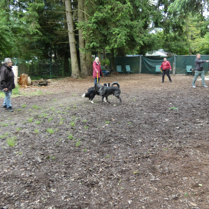 Freilaufgruppe - Hunde ab ca. 15kg