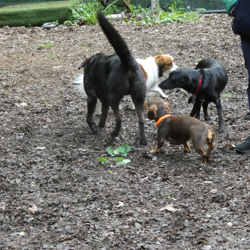 Freilaufgruppe - Hunde bis ca. 15kg