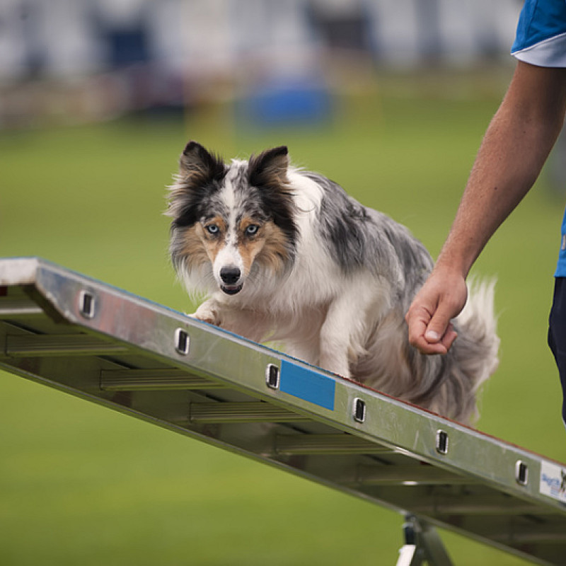 Agility Fortgeschritten