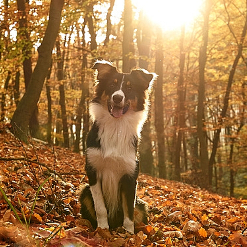 Halloweenspaziergang mit Hund und Lagerfeuer