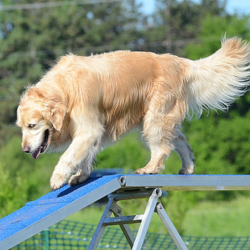 Agility Anfänger