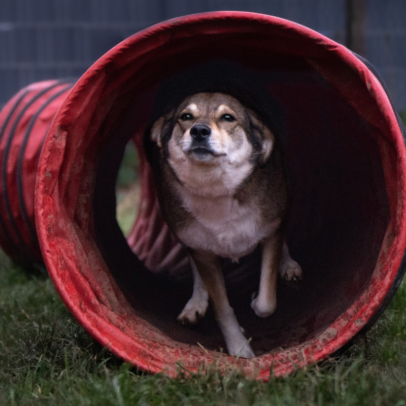 Offenes Agility
