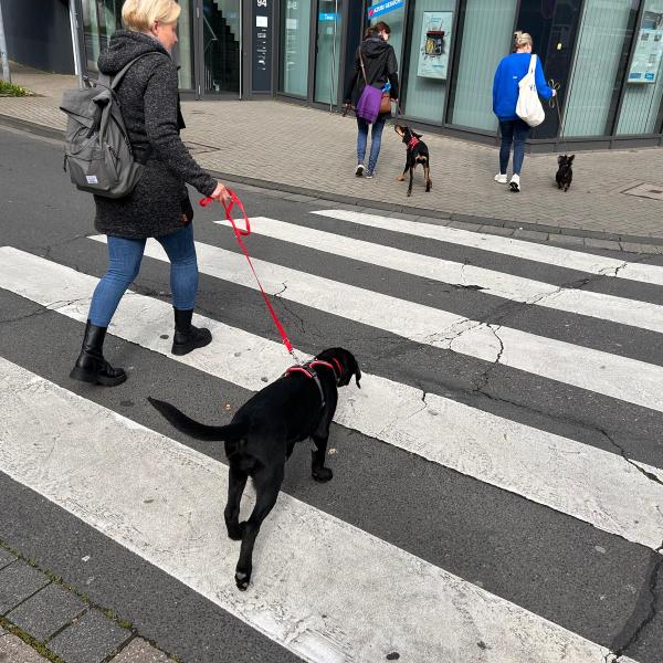 Social Walk / Stadt- und Verkehrstraining Light
