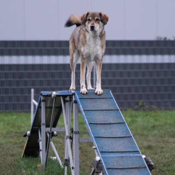 Offenes Agility