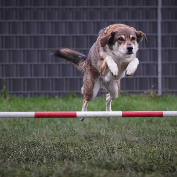 Offenes Agility
