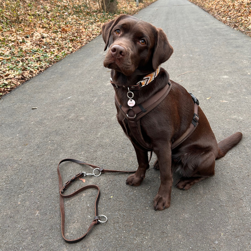 Junghunde Freitag 11 Uhr Kirsten