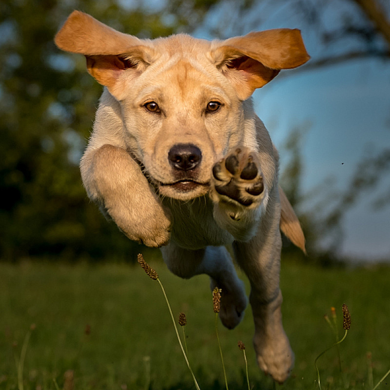 Kurs: Rückruf Basiskurs