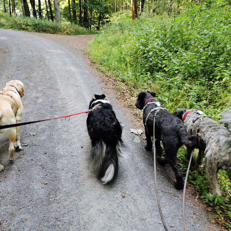 Social Walk
