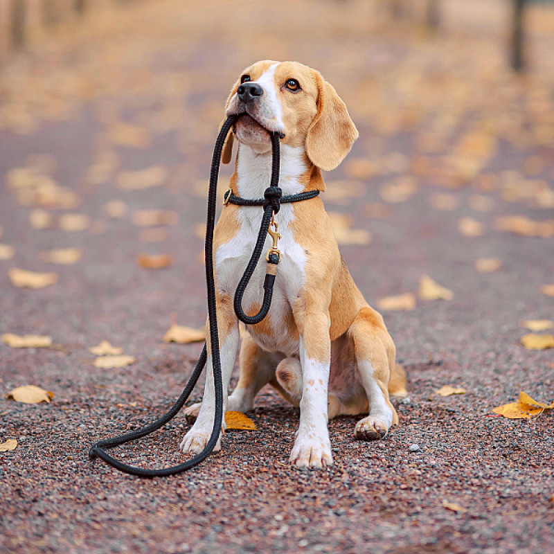 Basistraining für alle Felle (Di)
