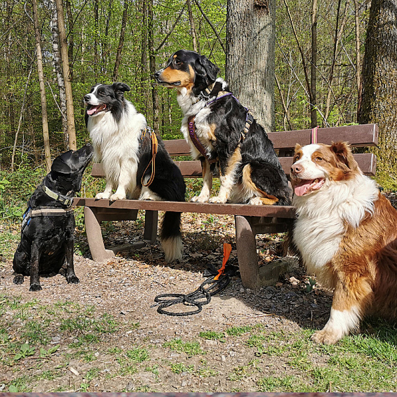 Trainingsspaziergang