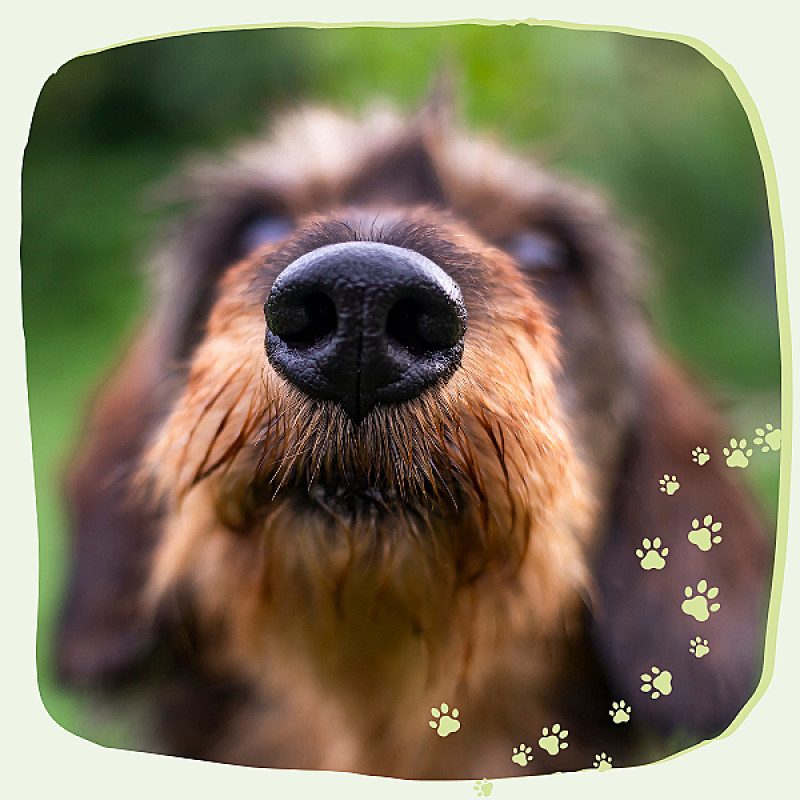 Einstiegskurs:  Such & Find Schnüffelhelden