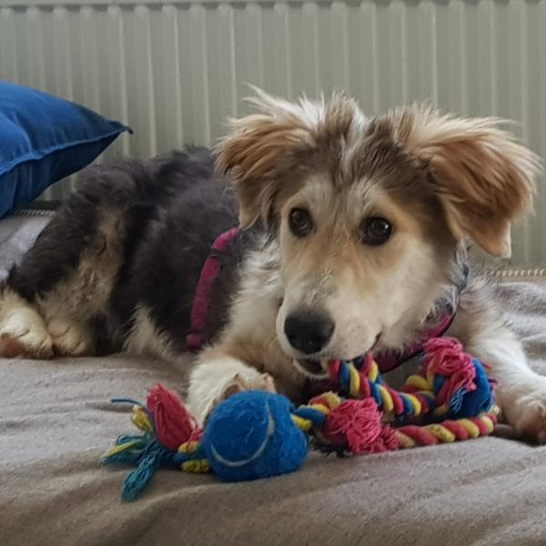 Online-Stammtisch Schulhund
