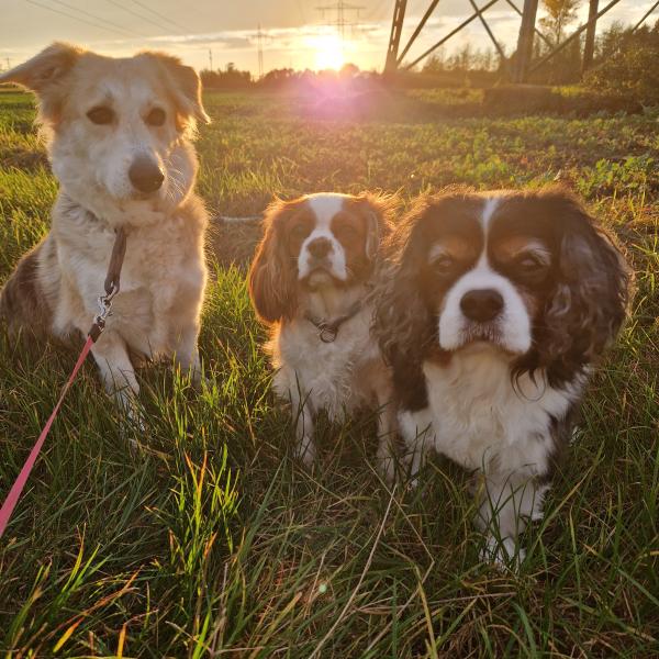Mehrhundehaltung
