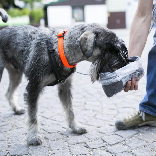 Krimi mit Hund - Tatort Picknickdecke