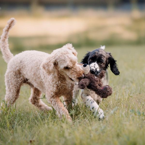 "Der will nur spielen"