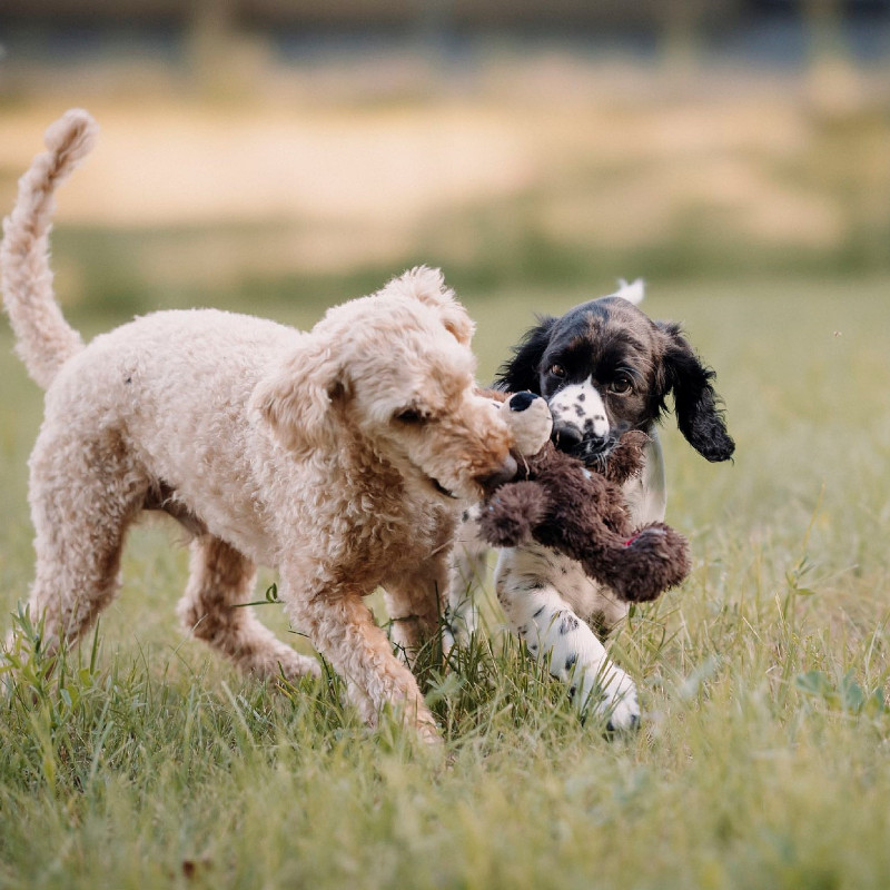 "Der will nur spielen"
