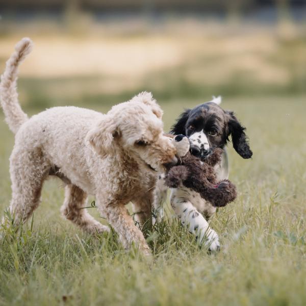 Welpenprogramm in der Gruppe