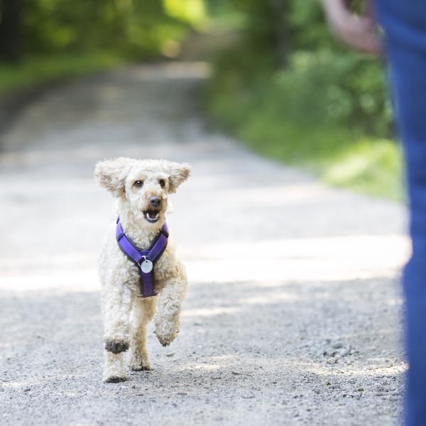 Gute Manieren Komplettkurs