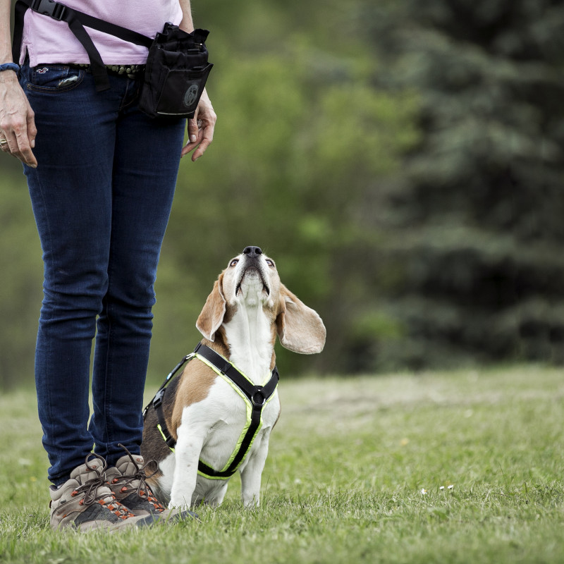Wie lernt der Hund?