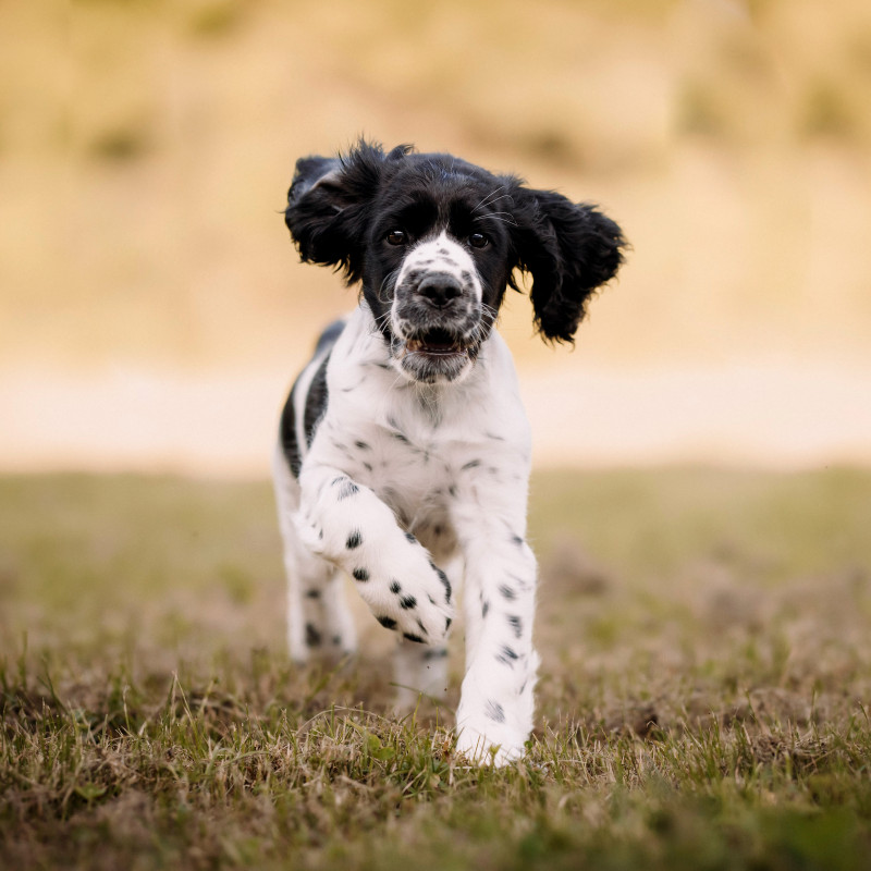 Welpen-Infoabend VOR dem Einzug