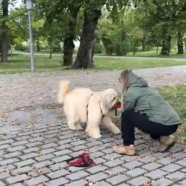 Heiner's Stadtjäger - Apportieren für Einsteiger
