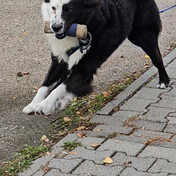 Heiner`s Stadtjäger