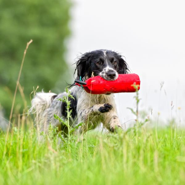 Dummy & Co. Suchen-Finden-Orientierung (Di. 16.00h, ab 2026)