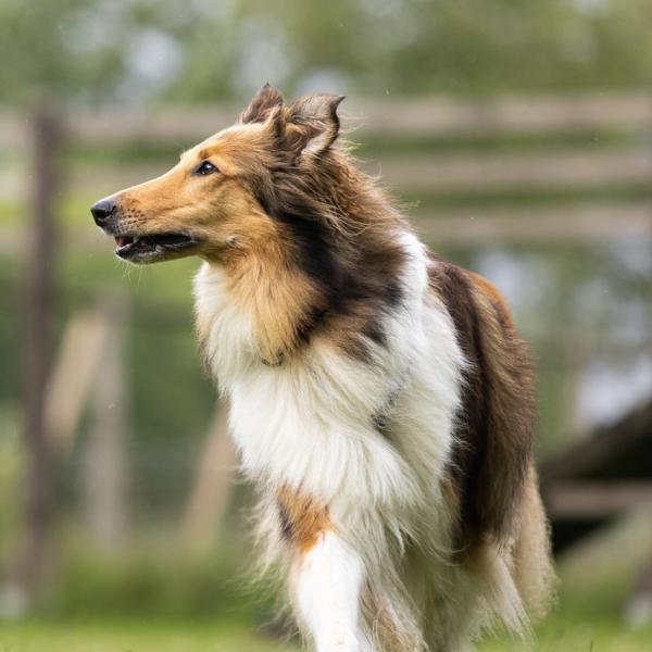 Longieren mit Hund- Fortgeschrittenen (Sa. 14.00h, ab 2026)