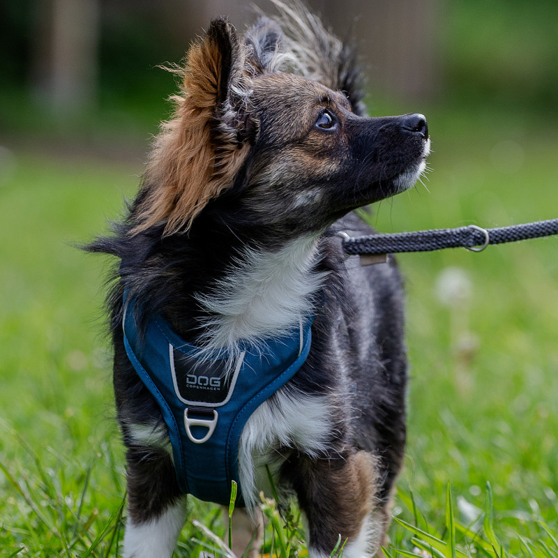 Einzeltraining Hundeplatz Sankt Michaelisdonn