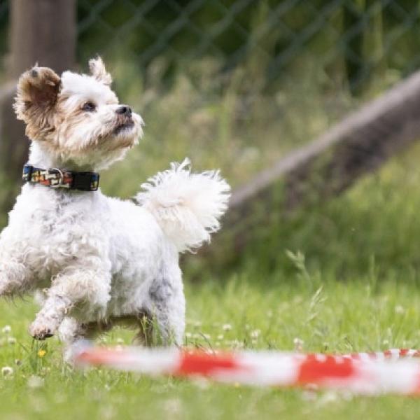 Longieren mit Hund- Einsteigergruppe (Fr. 17.30h, ab 2026)