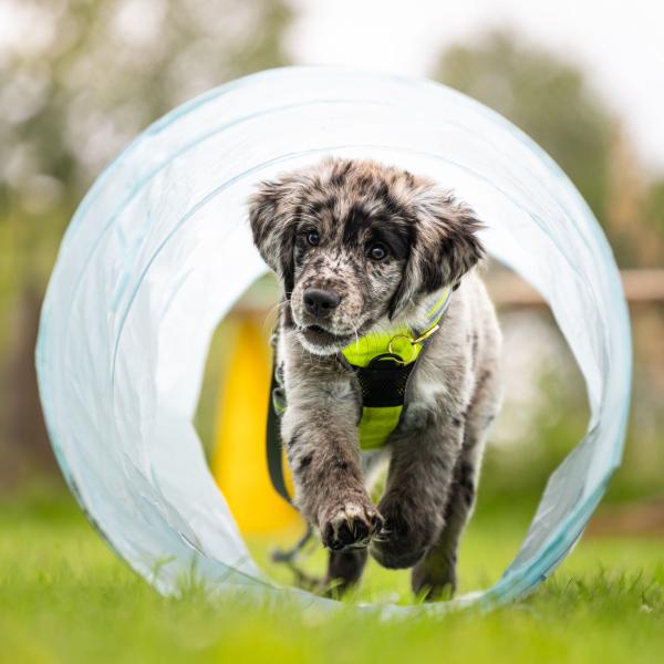 Welpenschule  (Fr. 09.30h)