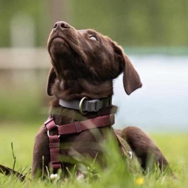 Grundtraining /Junghunde (Fr.10.30h, ab 2026)