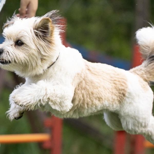 Fun-Agility- Fortgeschrittenen Gruppe 1 (Fr. 16.15h, ab 2026)