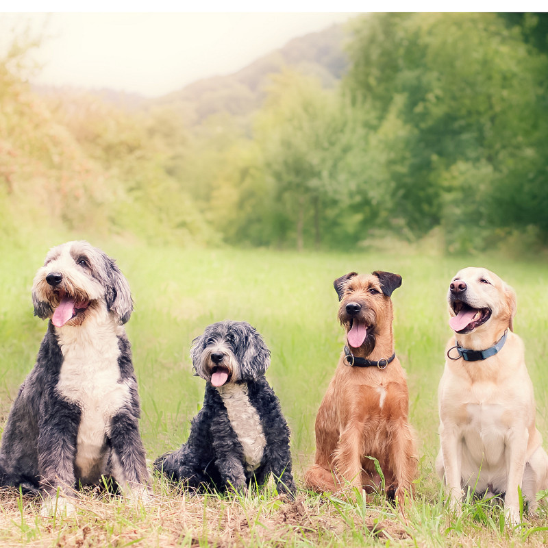 Grundtraining /Junghunde (Di.17.15h)