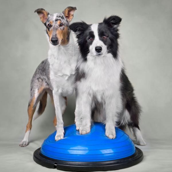 Fit auf vier Pfoten – Werde Bewegungsexperte für Deinen Hund! (Fr. 16.15h)