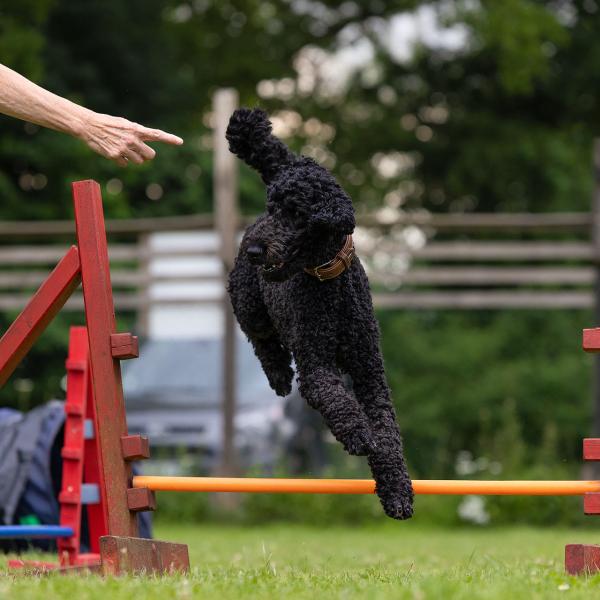 Fun- Agility- Fortgeschrittenen Gruppe 2 (Fr. 16.15h, ab 2026)