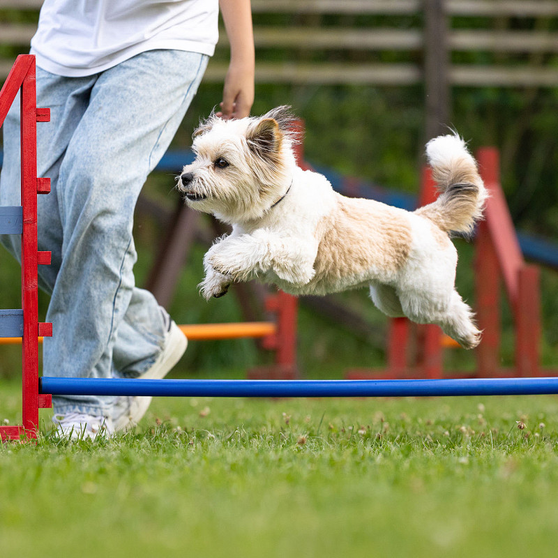 Workshop Fun-Agility für Einsteiger
