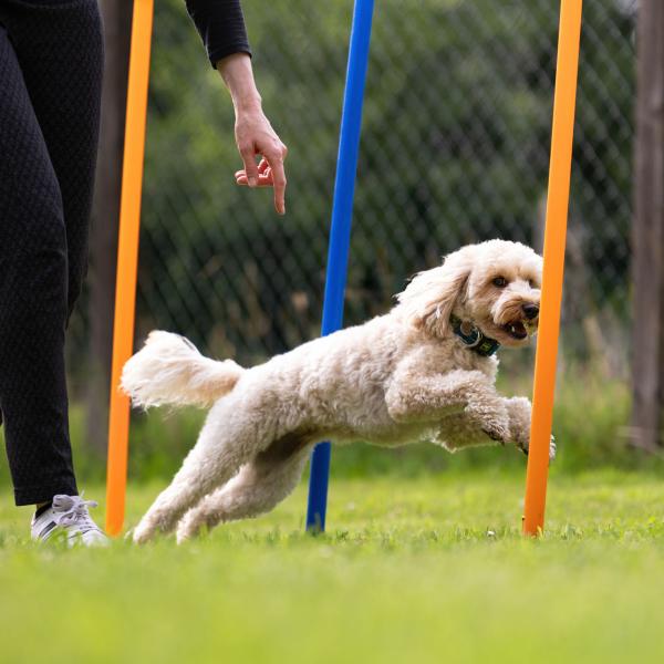 Fun- Agility- Einsteigergruppe (Fr. 17.30h, ab 2026)