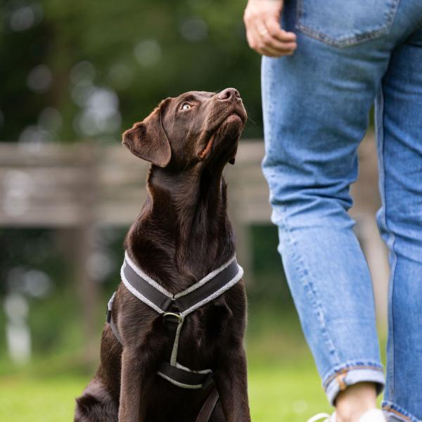 Grundtraining/ Junghunde (Fr. 10.30h)