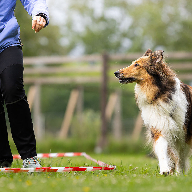Workshop Longieren mit Hund für Einsteiger