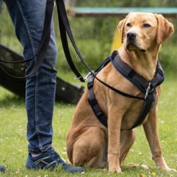 Grundtraining/ Junghunde  (Sa.11.15h)