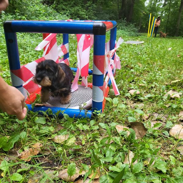 Welpengruppe - Samstag - Nachmittags