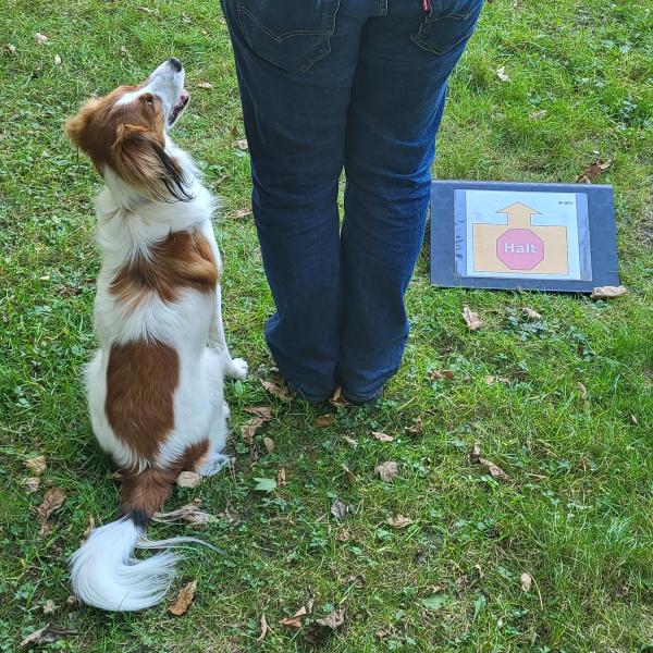 Rally Obedience - Fortgeschrittene