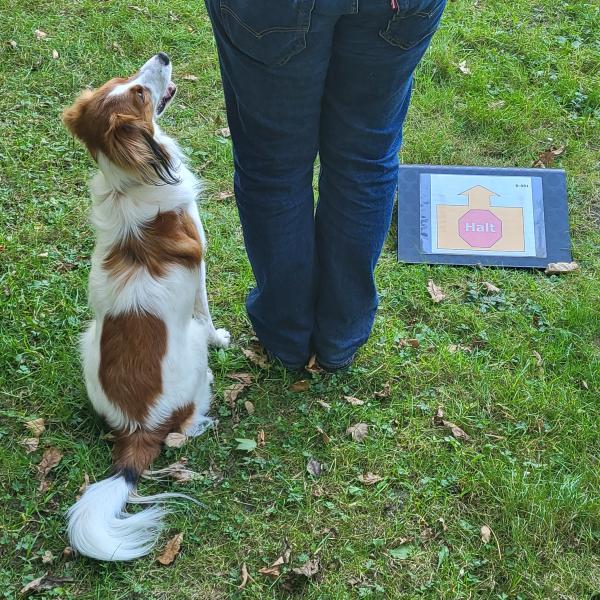 Rally Obedience - Anfänger 1/2