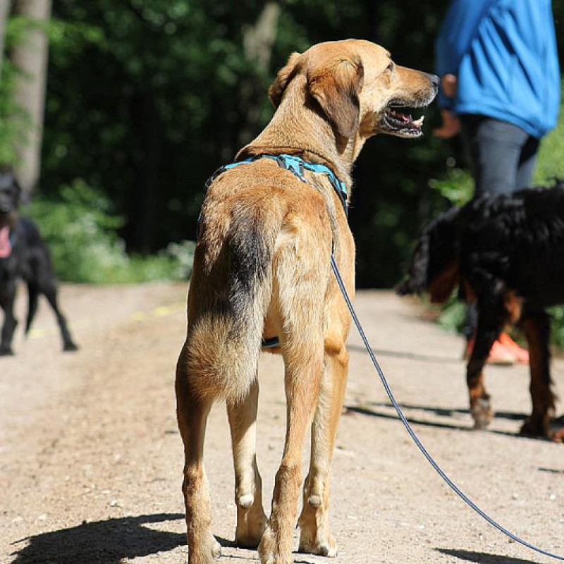 Hundebegegnungen offenes Training