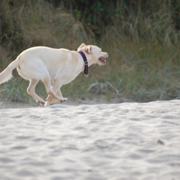 Lüneburg: offenes Training Rückruf