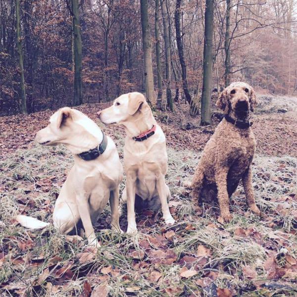 Ich bin dann mal weg... Arbeit am Jagdverhalten