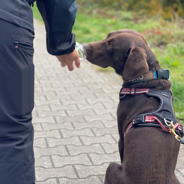 Mantrailen Wandsbek mit Birgit