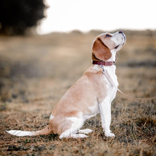 Grundkurs "Lernen aber richtig!"