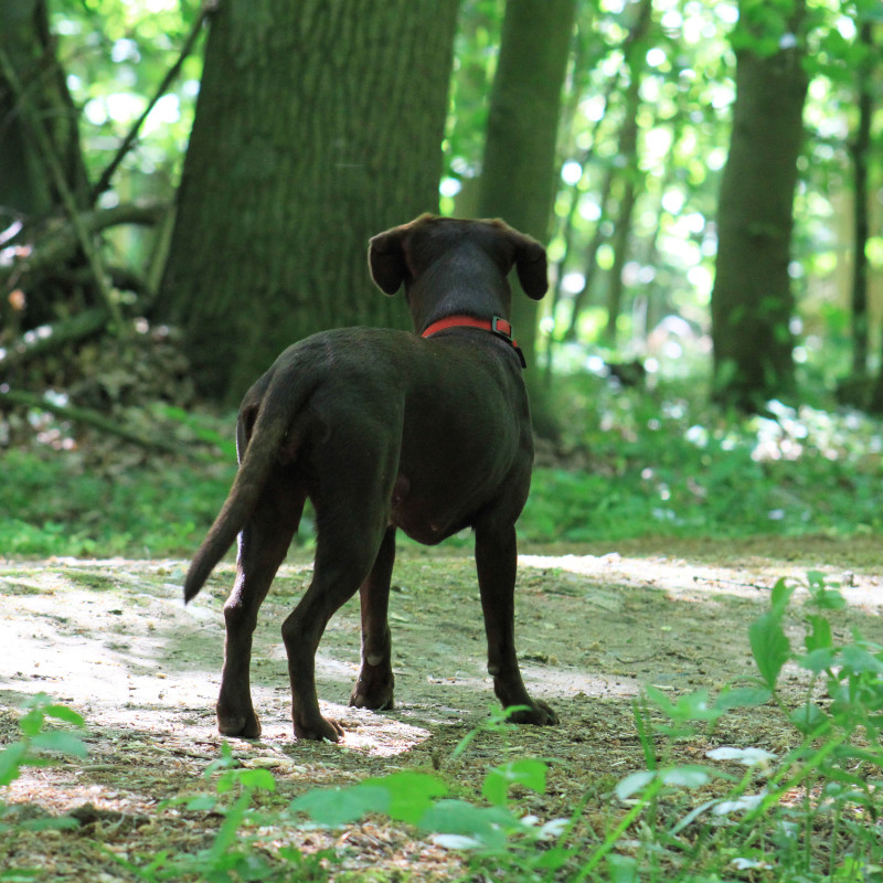 Ich bin dann mal weg.... Arbeit mit dem Jagdverhalten